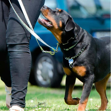 Experto en adiestramiento canino