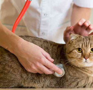 Especialista en patologías animales veterinarias