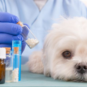 Especialista en homeopatía veterinaria