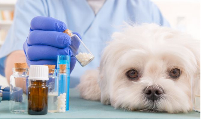 Especialista en homeopatía veterinaria