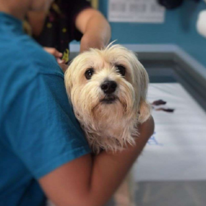 Especialista en urgencias veterinarias