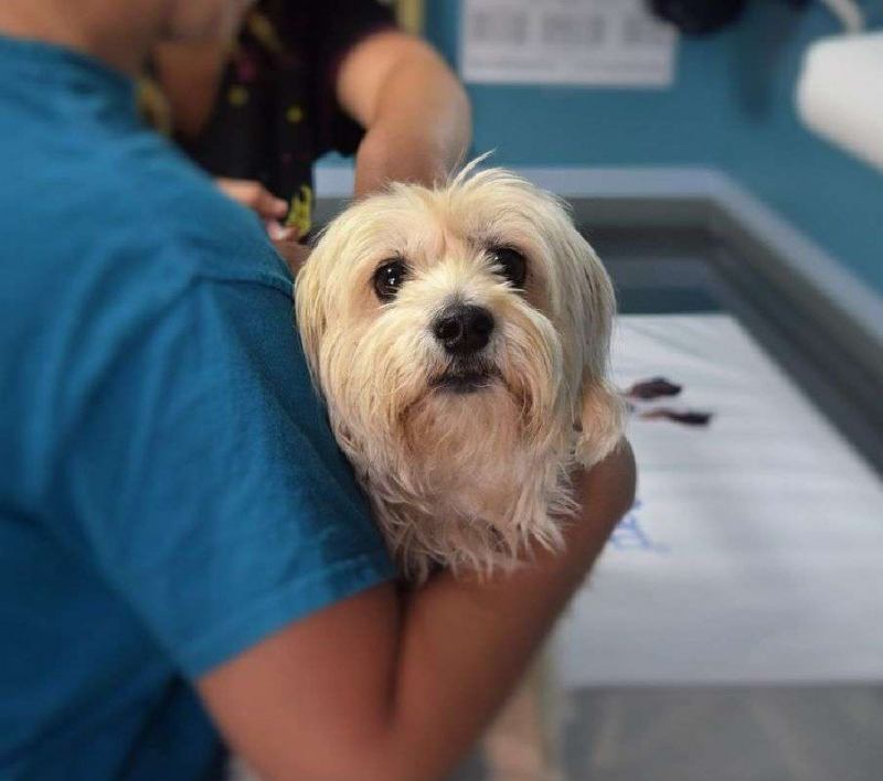 Especialista en urgencias veterinarias