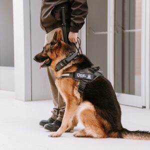 Técnico en seguridad privada con unidad canina