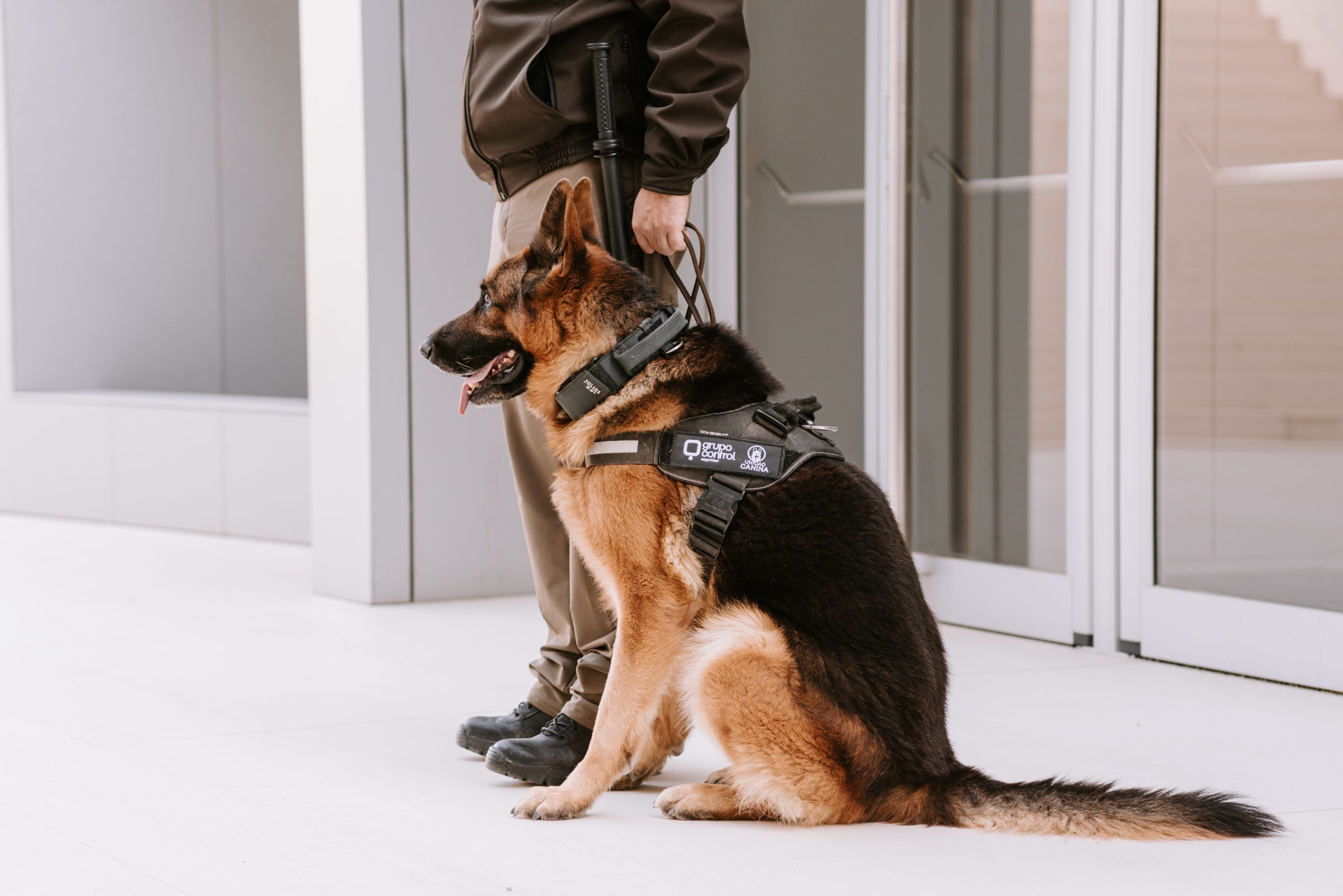 Técnico en seguridad privada con unidad canina